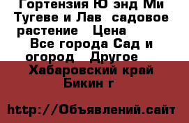 Гортензия Ю энд Ми Тугеве и Лав, садовое растение › Цена ­ 550 - Все города Сад и огород » Другое   . Хабаровский край,Бикин г.